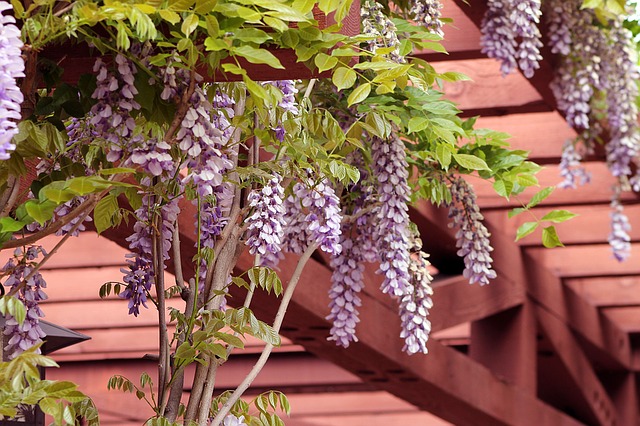pergola s květinami