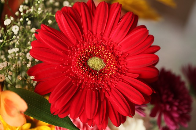 červená gerbera